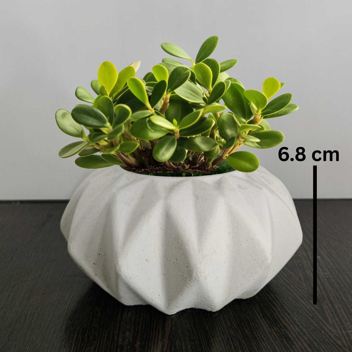 Sun Planter Mold