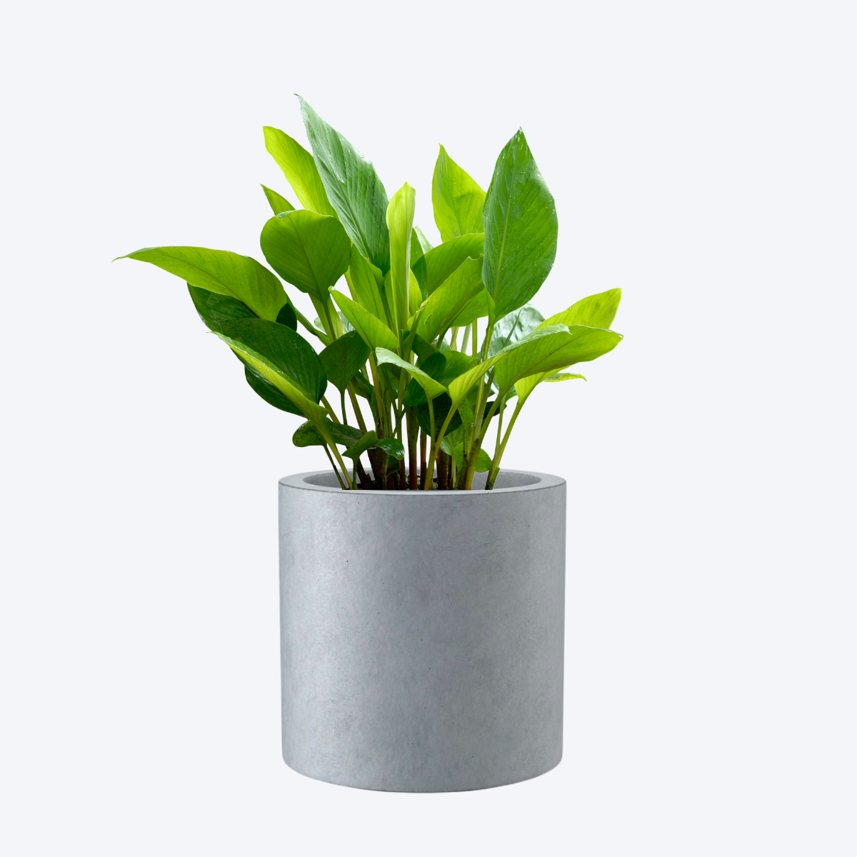 Canister Planter Mould for jesmonite, concrete, cement for diy handmade crafts and art